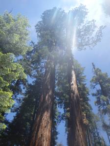 Sun peeking through a pair of redwoods