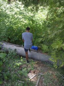 THis tree fell across the trail