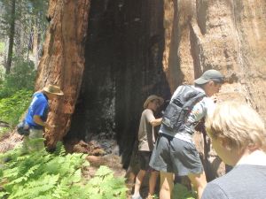Hikers walk up to the burnt redwood and gives one a sense of how giant these trees are