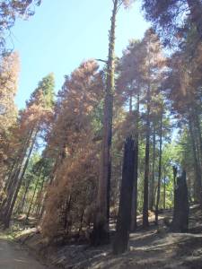 Trees killed during a recent controlled burn.  They start these to help prevent a real fire from spreading rapidly
